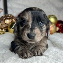 Freddy - Dapple male Dachshund puppy in Payette, Idaho from NT Mini Doxies