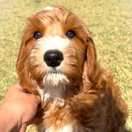 Julian - Apricot male Goldendoodle puppy in Scottsdale, Arizona from Cockadoodle Poo Puppies