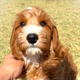 Julian - Apricot male Goldendoodle puppy in Scottsdale, Arizona from Cockadoodle Poo Puppies