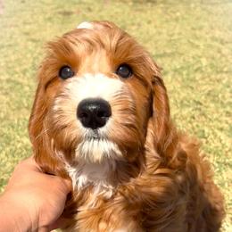 Julian - Apricot male Goldendoodle puppy in Scottsdale, Arizona from Cockadoodle Poo Puppies