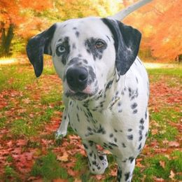 Nix - Dalmatian