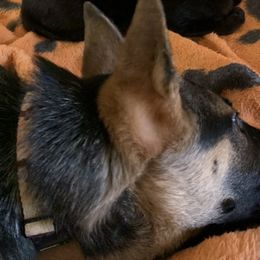 German Shepherds from Dewald German Shepherds