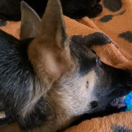 German Shepherds from Dewald German Shepherds