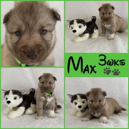 Max (Nickname) - Red and white male Siberian Husky puppy in Fairborn, Ohio from Haven of Free Spirits