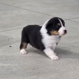 Shelton - Black tri-color male Australian Shepherd puppy in Jameson, Missouri from Sky Creek