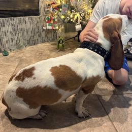 Basset Hound puppies from Breeze Basset Hounds