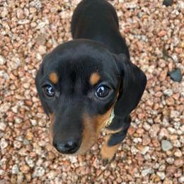 Dachshund Puppies from Dachshund Family Love Breeders