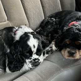 Cocker Spaniel Puppies from K&M crocker Spaniels