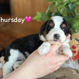 Thursday - Black tri-color female Aussiedoodle puppy in Lancaster, Minnesota from Finney Ranch