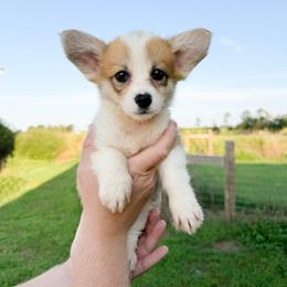Pink - Katherine Howard (standard) - Red female Pembroke Welsh Corgi puppy in Milan, Georgia from Williams’ Welsh Corgis LLC