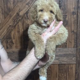 Girl 1 - Poodle puppy from Kelley’s Poodle Patch