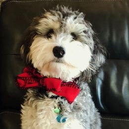 Miss Snickers - Bernedoodle