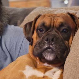 Boxers from B&B Boxers