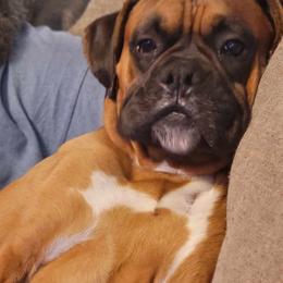 Boxers from B&B Boxers