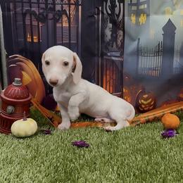 Isabella based red extreme piebald smooth male - Piebald male Dachshund puppy in Killeen, Texas from Southern Dachshunds