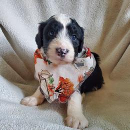 Otis - Black and white male Sheepadoodle puppy in Bellevue, Iowa from Fluffy Wonders Poms and Doodles