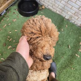 Liberty - Poodle