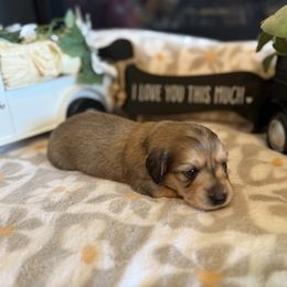 Pepper - Cream male Dachshund puppy in Morristown, Tennessee from Hillside Hounds