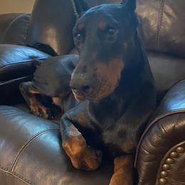 Doberman Pinschers from Asguardian Doberman Kennel