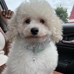 Poodle Puppies from KC Poodles of PA