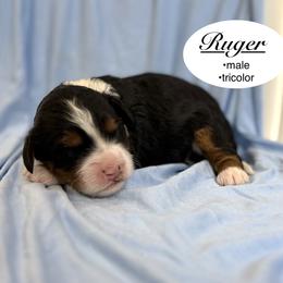 Ruger - Tri-color male Bernedoodle puppy in Jackson, Mississippi from T.M. Poodles & Doodles