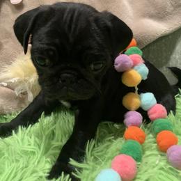 Axis - Black male Pug puppy in Prairieville, Louisiana from Freedom Meadow Farm