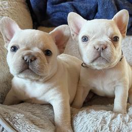 French Bulldogs from YHLA Frenchies
