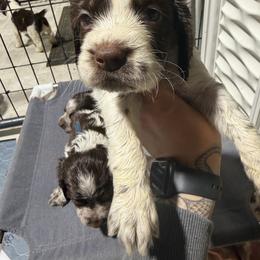 Cash - Liver white and roan male English Springer Spaniel puppy in Ogilvie, Minnesota from V.V. Berg Kennels