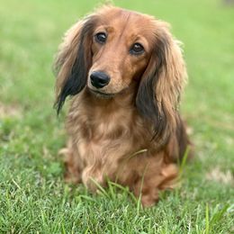Krystal - Dachshund