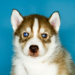 Lily - Red and white female Siberian Husky puppy in Knoxville, Tennessee from The Siberian Empire