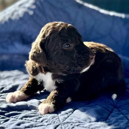 Brown and white boy - male Bernedoodle puppy in Blue Springs, Missouri from Jeanie’s Doodles