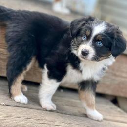 Toy Australian Shepherd Puppies from Kickapoo Creek Toy Aussies