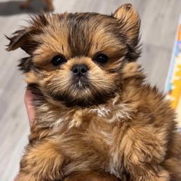 Birkin - Cream and white male Shih Tzu puppy in Gilbert, Arizona from 🌗 New Moon Shih Tzu 🌗