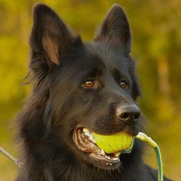 Chanel - German Shepherd