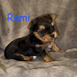 Remi (blue collared boy) - Black & tan tri-color male Morkie puppy in Seneca, Missouri from M.Y. Morkies and Yorkies