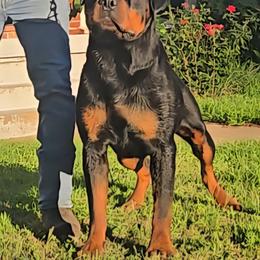 Aztlan - Rottweiler