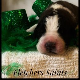 Saint Bernard Puppies from Fletchers Saints