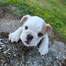 Grace - Red and white female Bulldog puppy in Arlington, Washington from Stout's Hunting Labs and trsbullies