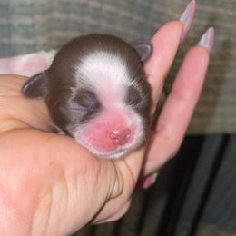 Meechie - Liver and white male Shih Tzu puppy in Garland, Texas from Bibi’s Exclusive Shih Tzus