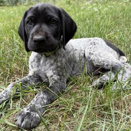 Boy 4 - male German Shorthaired Pointer puppy in Montague, Michigan from Temple Gun Dogs