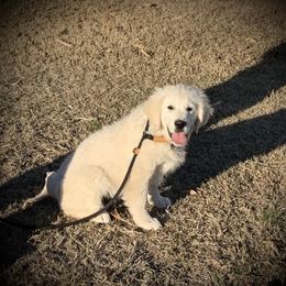 Goldendoodle and Golden Retriever Puppies from SSC Golden Retreivers