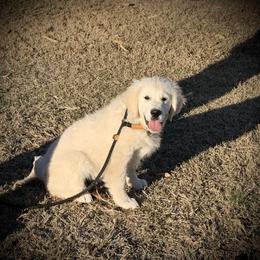 Goldendoodle and Golden Retriever Puppies from SSC Golden Retreivers
