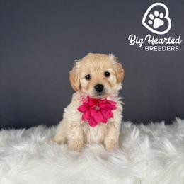 Natasha - White female Companion Cross puppy in Utah County, Utah from Big Hearted Breeders