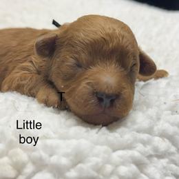Karon - Red sable male Havapoo puppy in Loveland, Colorado from Littledoodles2love