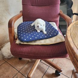 Lily - White female American Eskimo Dog puppy in Grants Pass, Oregon from SnH Eskies