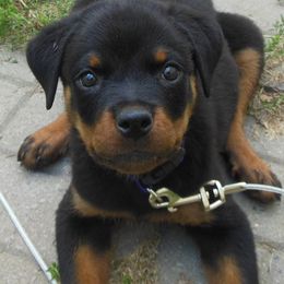 Basset Hounds and Rottweilers from R.F. Dog Training
