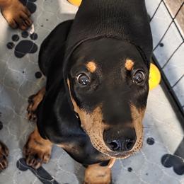 Katie Ledecky - Black and rust female Doberman Pinscher puppy in Houston, Texas from Tycho's Dobermans
