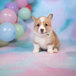 American Corgi and Pembroke Welsh Corgi Puppies from Constellation Corgi