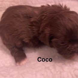 Coco - Chocolate male Shih Tzu puppy in Riverside, California from AKC Shih Tzu of California