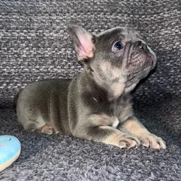 Miami - Tricolors female French Bulldog puppy in Lynchburg, Ohio from Pennington Family Frenchies